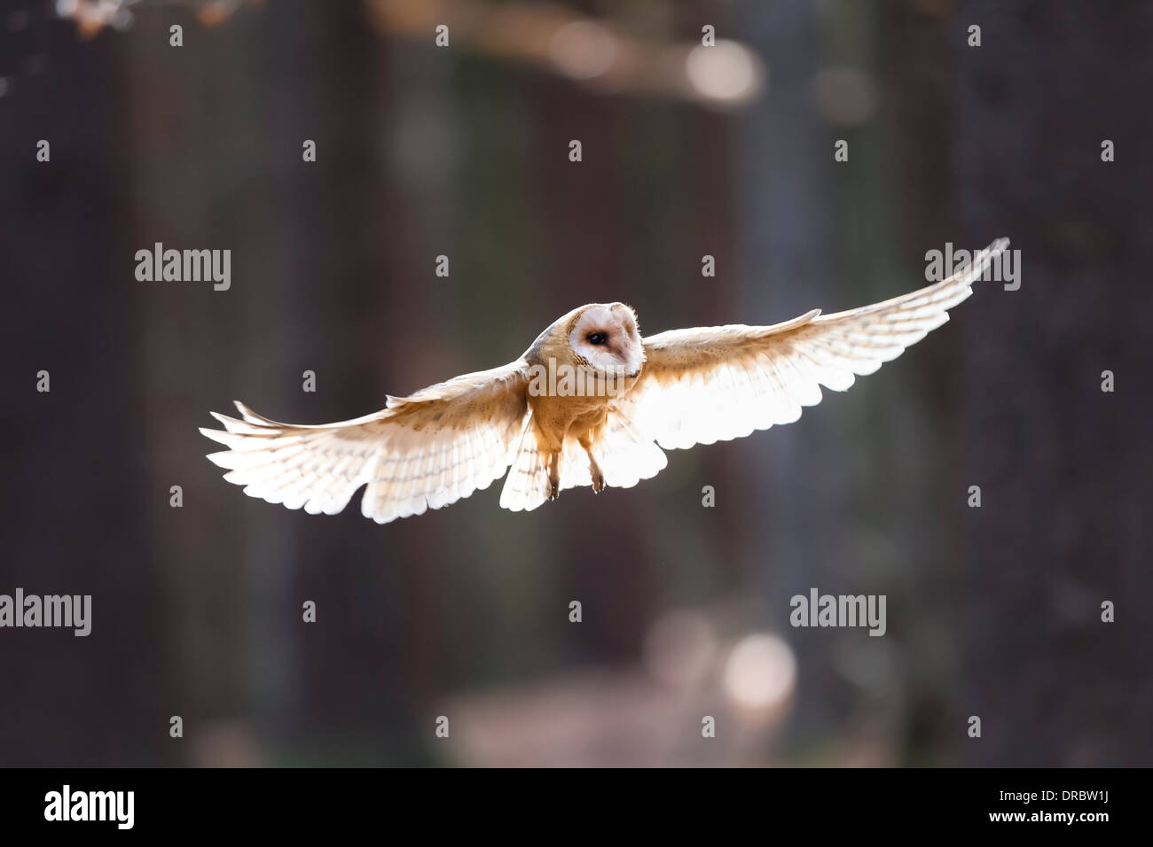 Comune di Barbagianni Tyto alba Schleiereule battenti Foto Stock