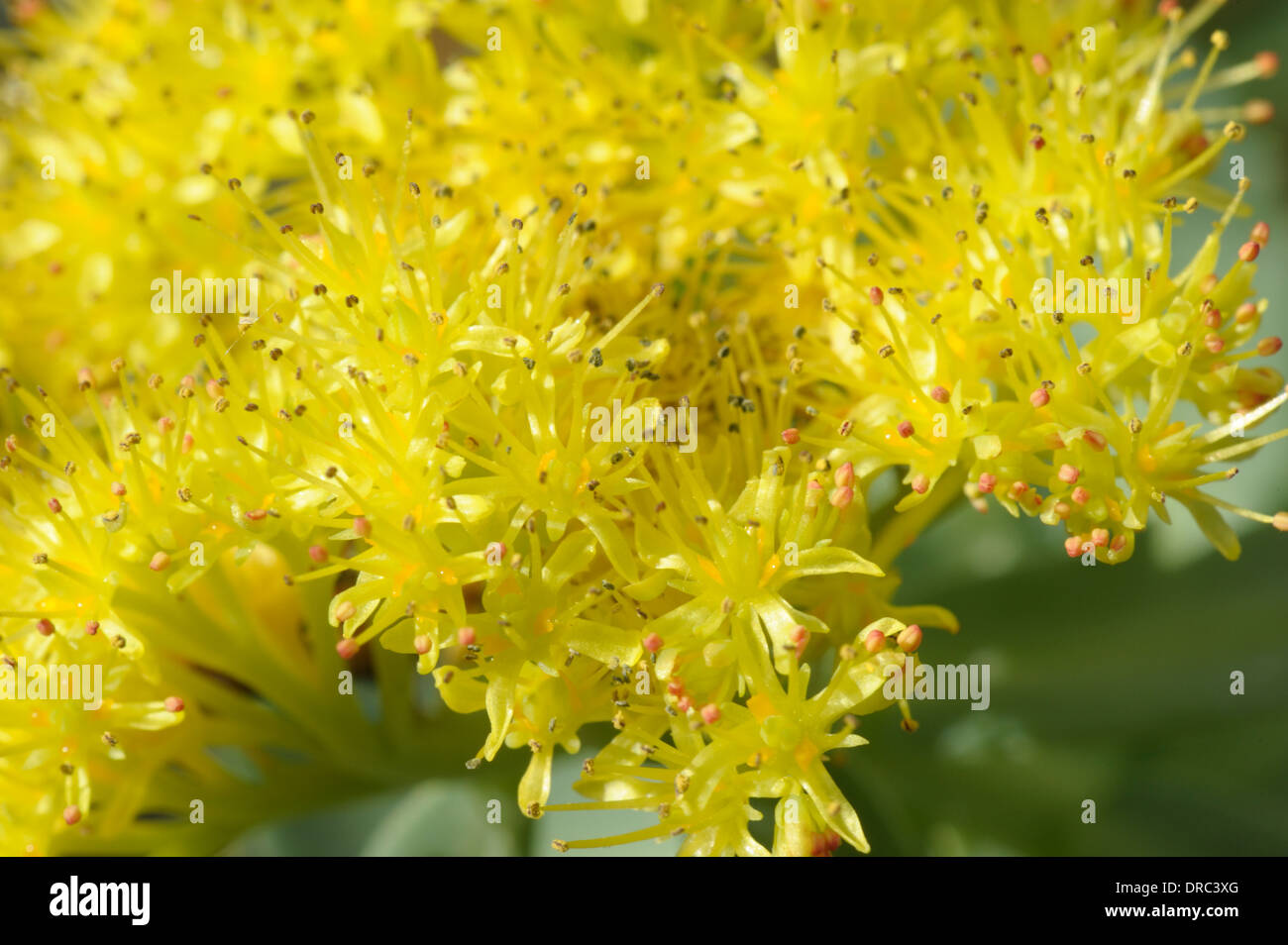 Roseroot, Sedum rosea Foto Stock