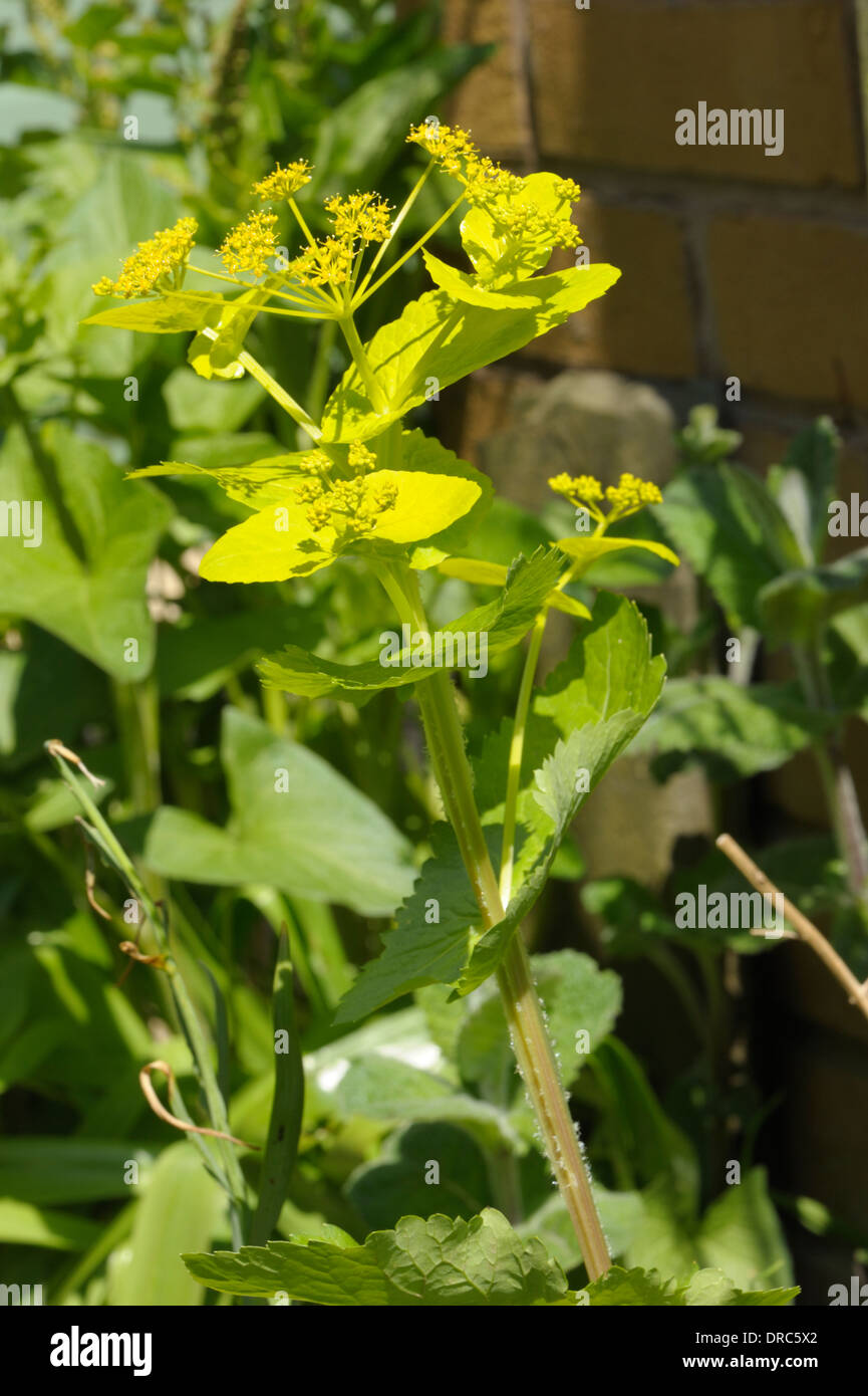 Perfoliate Alexanders Smyrnium perfoliatum Foto Stock