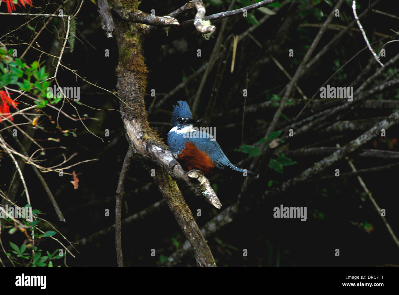 Di inanellare Kingfisher in appoggio sul ramo di albero Foto Stock