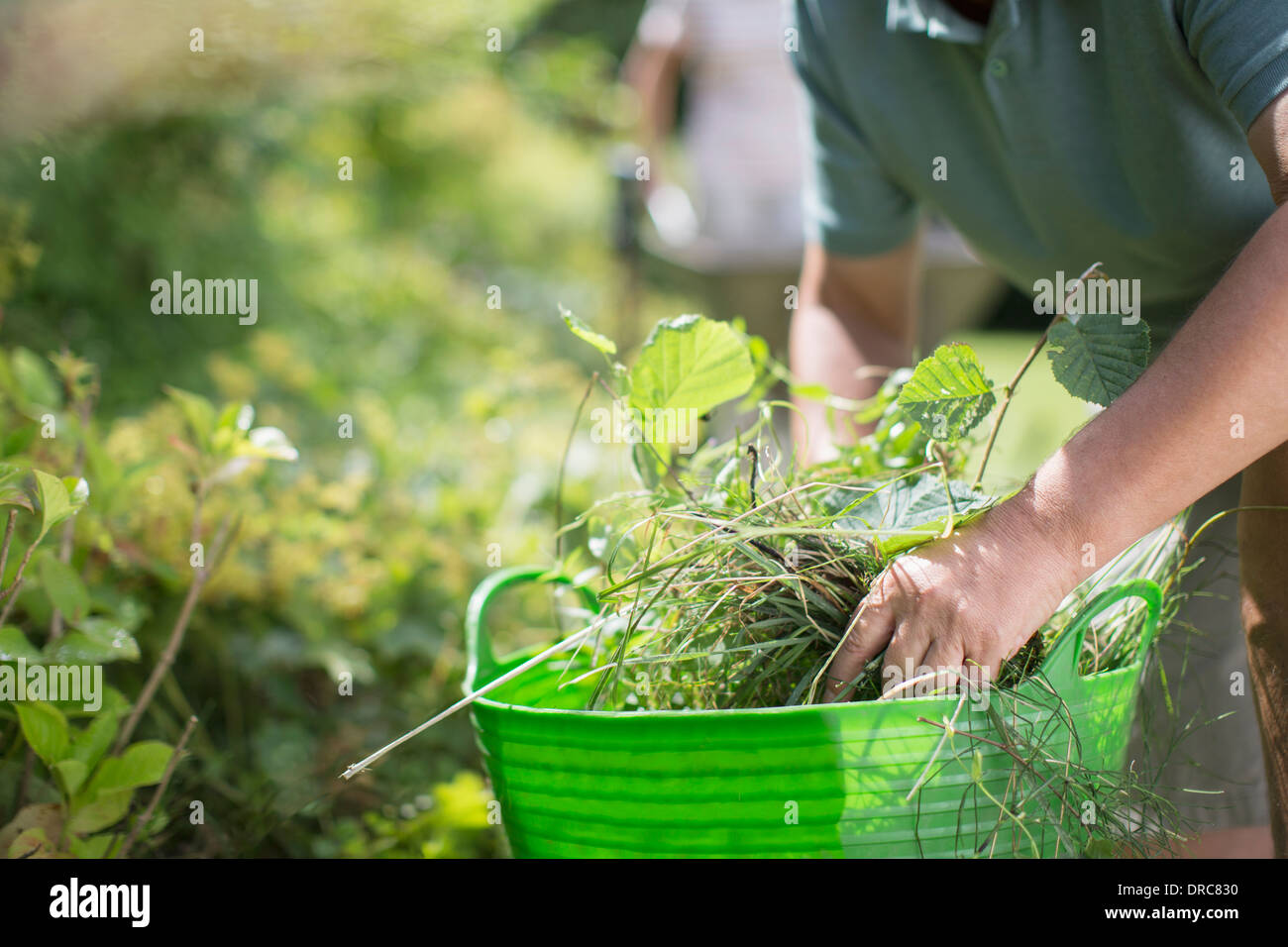 Close up uomo ripulendo dalle erbacce nel giardino Foto Stock