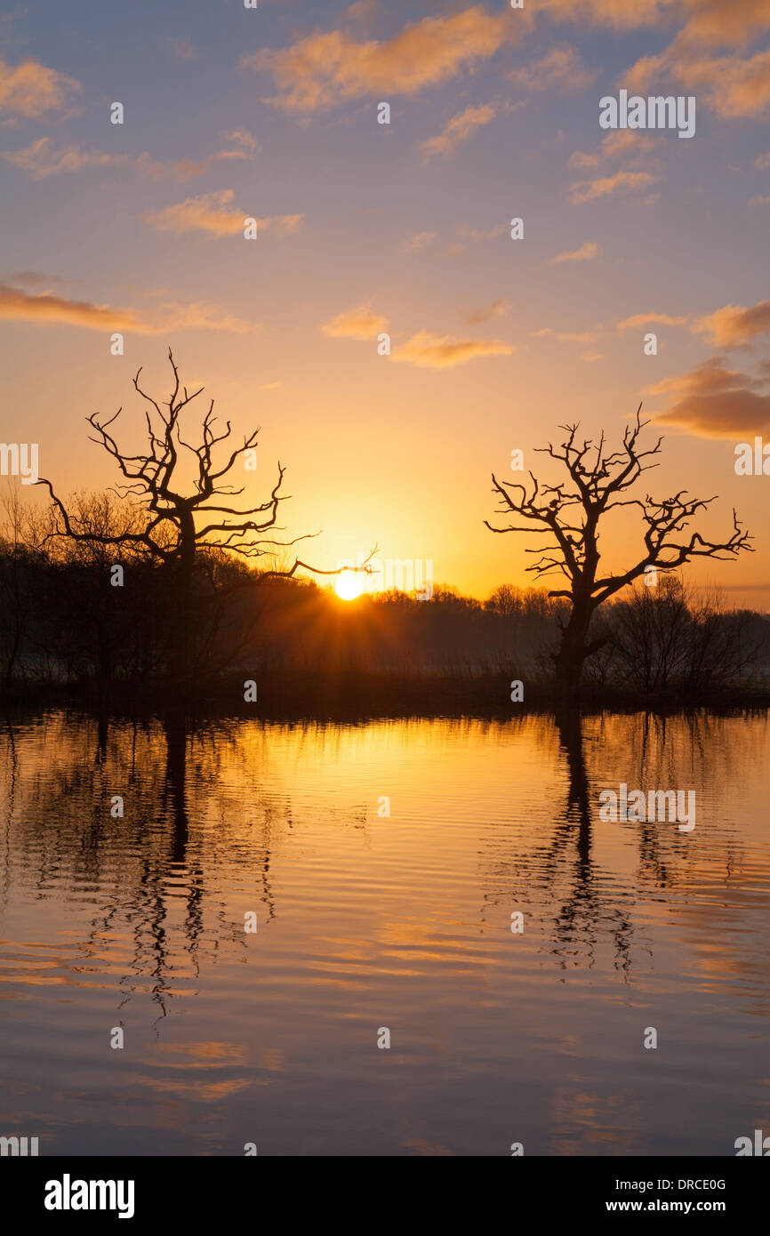 Sunrise dietro due alberi morti Boothsmere, Knutsford, Cheshire, Regno Unito Foto Stock