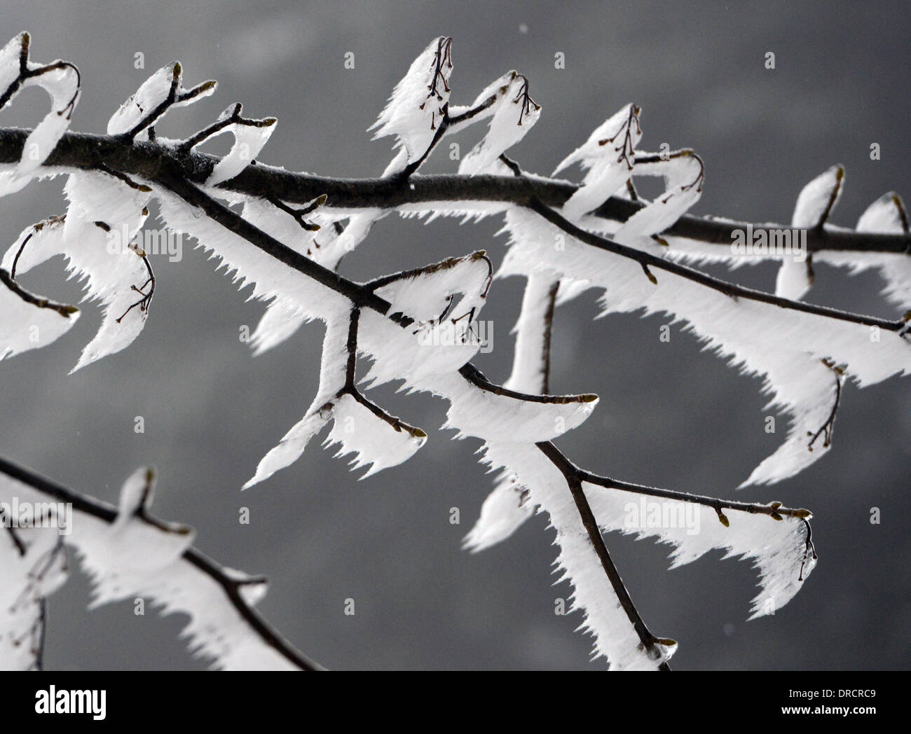 Seebach, Germania. 23 gen 2014. I rami sono coperti con uno spesso strato di ghiaccio sulla B500 nel Ruhestein Nature Conservancy Centro in Seebach, Germania, 23 gennaio 2014. Foto: PATRICK SEEGER/dpa/Alamy Live News Foto Stock