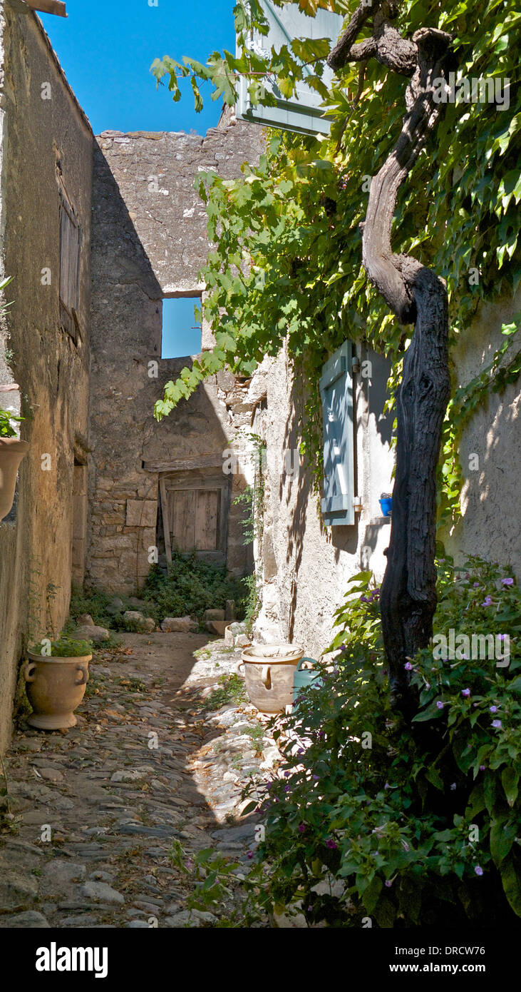 Un vicolo con un vitigno tra case nella città storica di Caunes-Minervois Francia meridionale Foto Stock