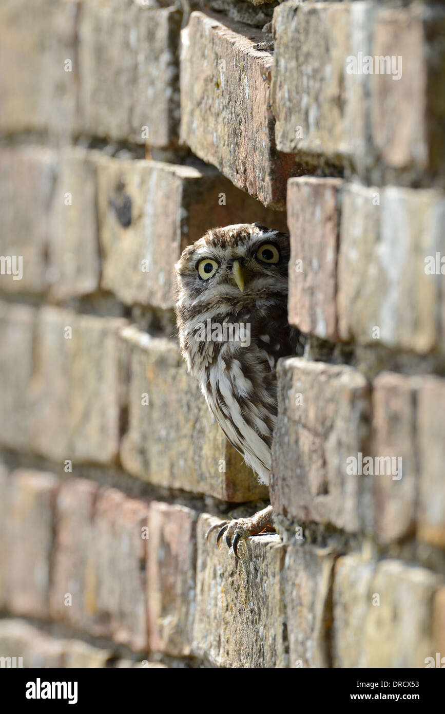 Civetta (Athene noctua) il peering da un foro in una parete - un tipico sono ' appollaiati spot. Questo è un Captive Bird presso il barbagianni centro, Gloucester. Foto Stock
