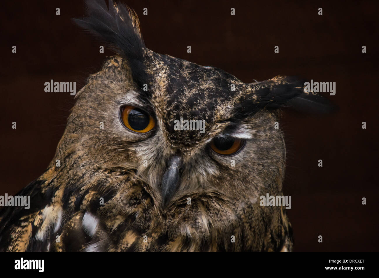 Ritratto di Long-Eared gufo comune (Asio otus) Foto Stock