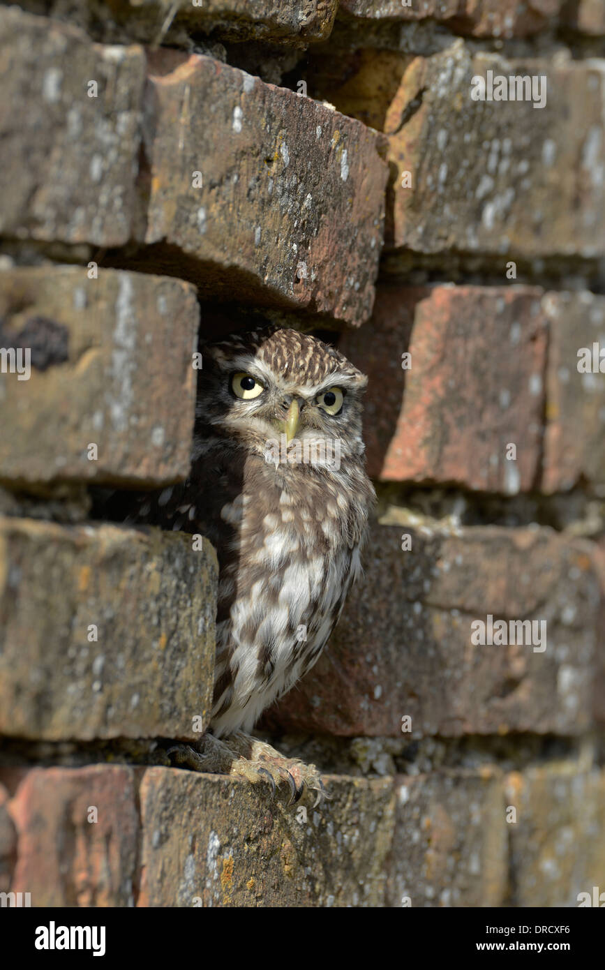 Civetta (Athene noctua) il peering da un foro in una parete - un tipico sono ' appollaiati spot. Questo è un Captive Bird presso il barbagianni centro, Gloucester. Foto Stock