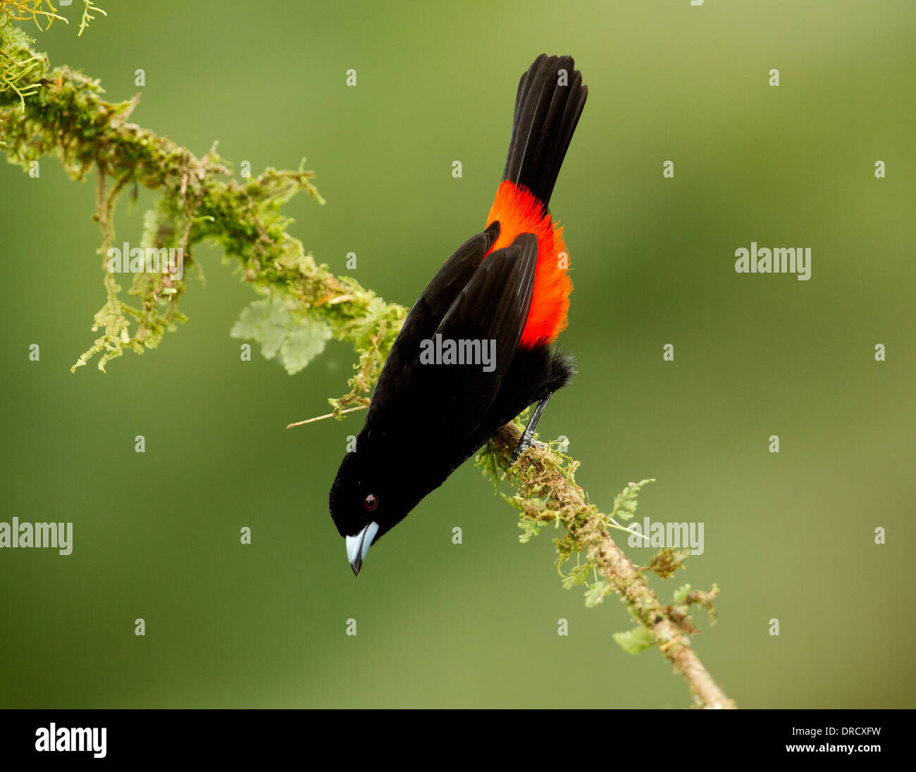 Tanager Scarlet-Rumped Foto Stock