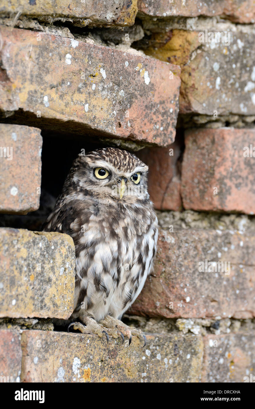 Civetta (Athene noctua) il peering da un foro in una parete - un tipico sono ' appollaiati spot. Questo è un Captive Bird presso il barbagianni centro, Gloucester Foto Stock