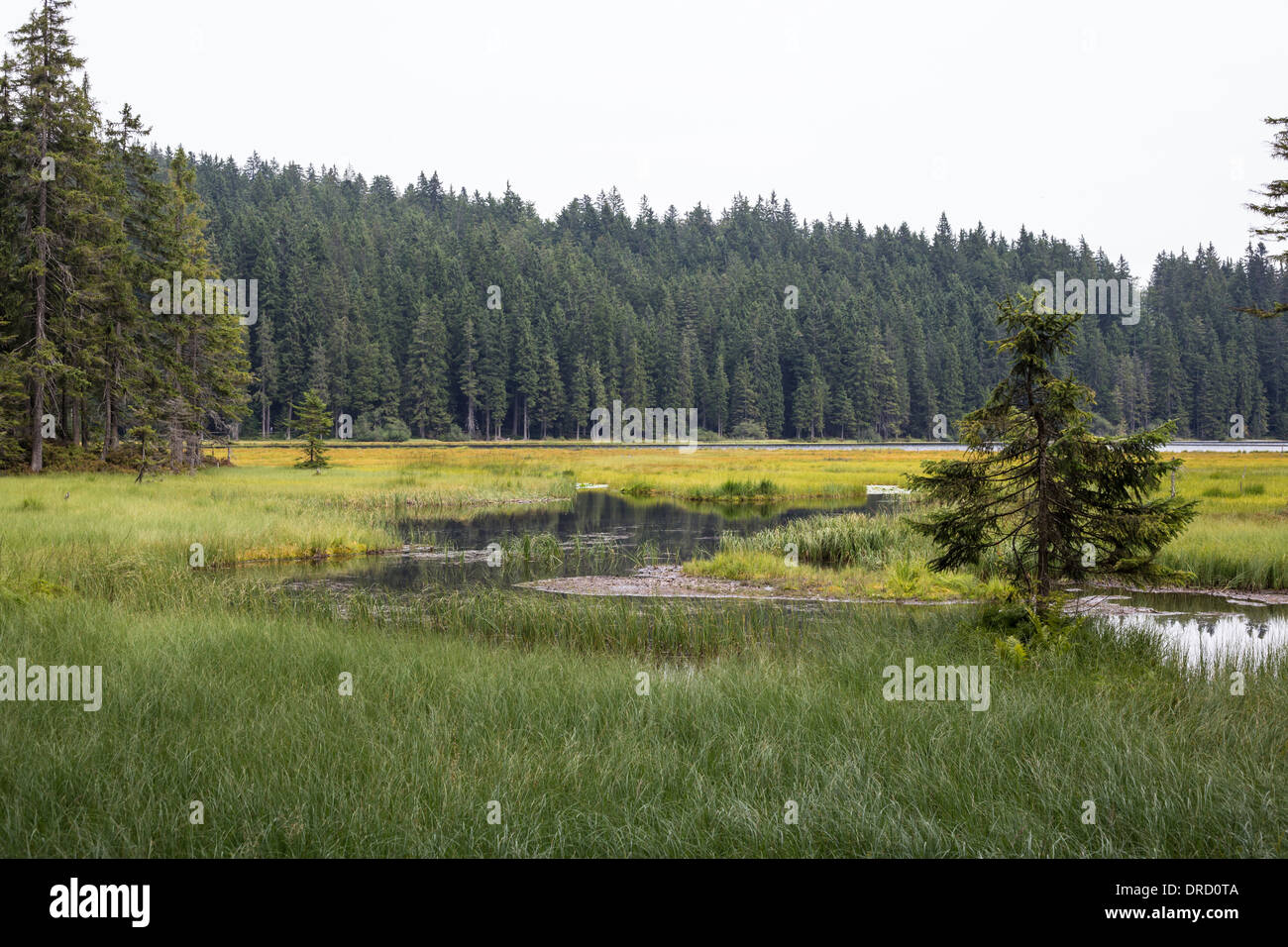 Piccolo lago Arber nel Parco Nazionale della Foresta Bavarese - Germania Foto Stock