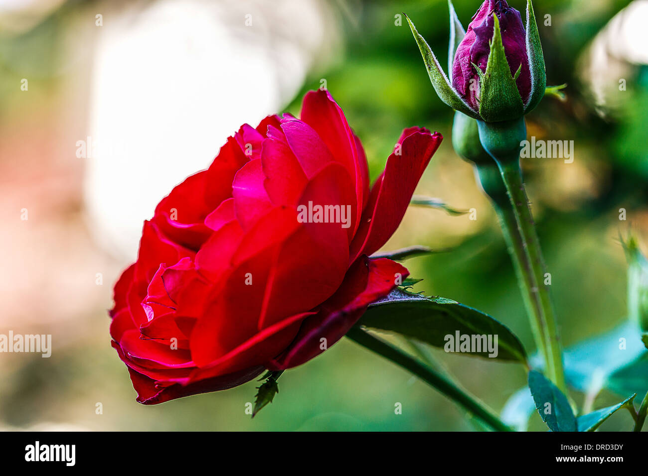 Im rosa giardino Foto Stock