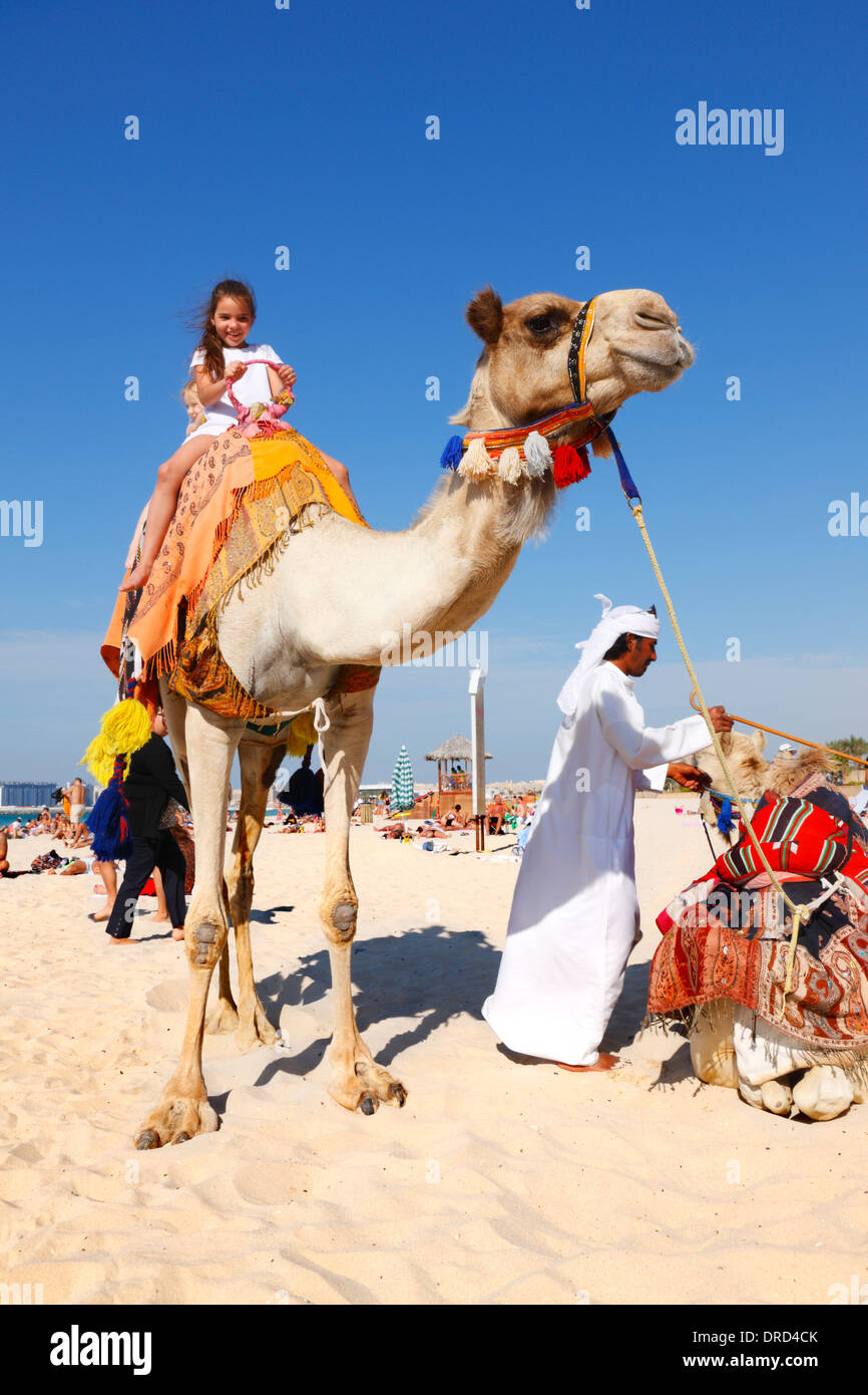 Cammello sulla spiaggia di Jumeirah, Dubai Foto Stock