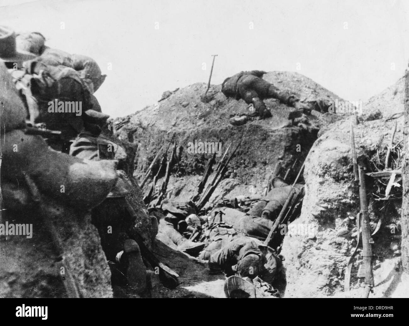 Lone Pine a Gallipoli WWI Foto Stock