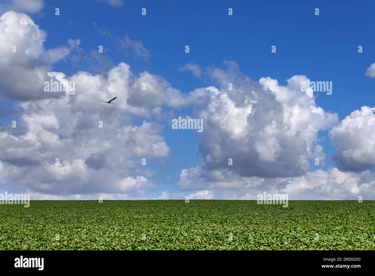 Campo di soia nella giornata di sole Foto Stock