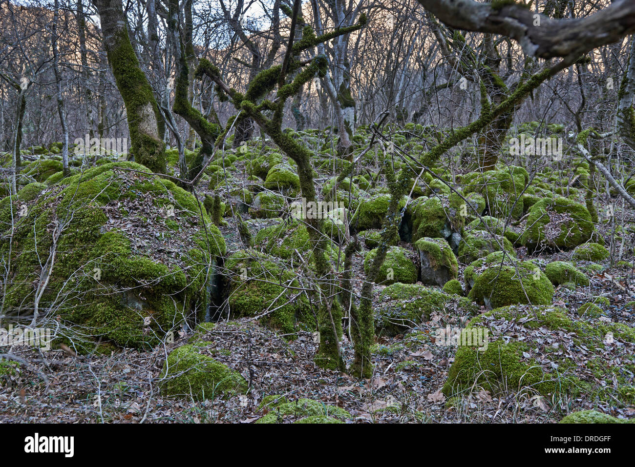 Esplorazione di viaggio attraverso la foresta segreta a Samshvilde, Kvemo Kartli, Georgia Foto Stock
