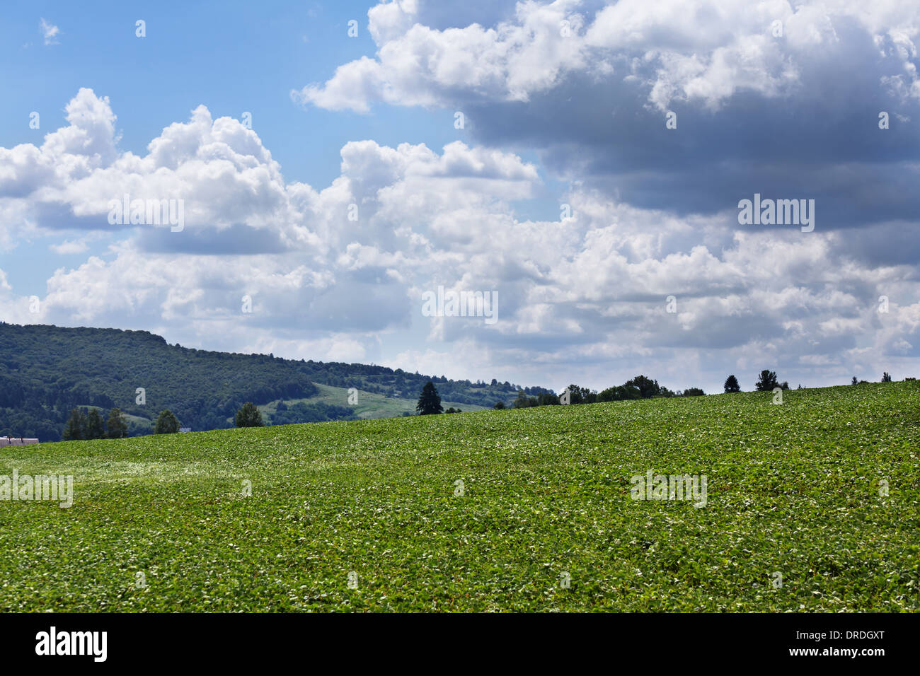 Campo di soia nella giornata di sole Foto Stock