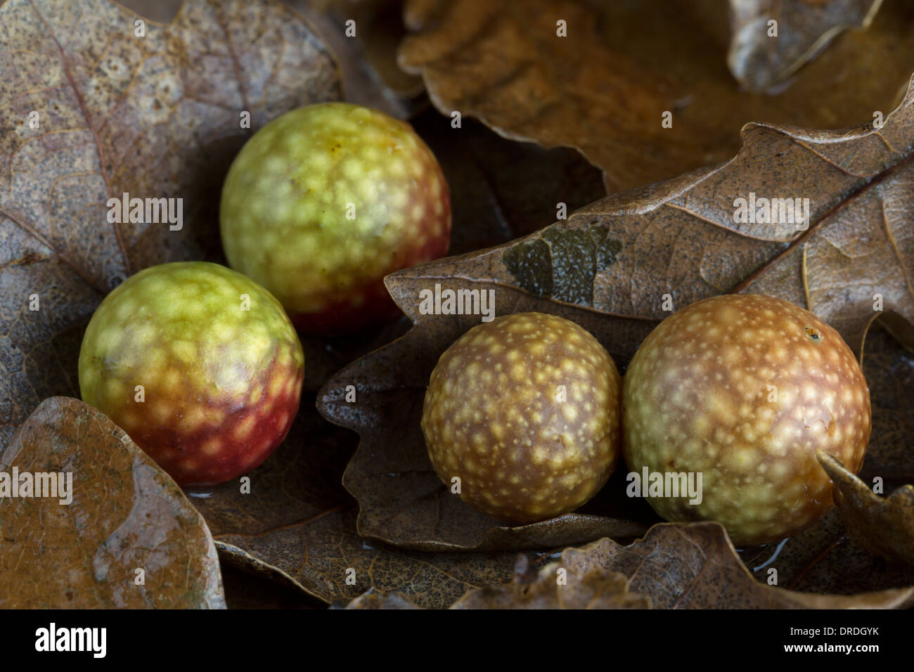 La ciliegia galli su foglie di quercia Foto Stock