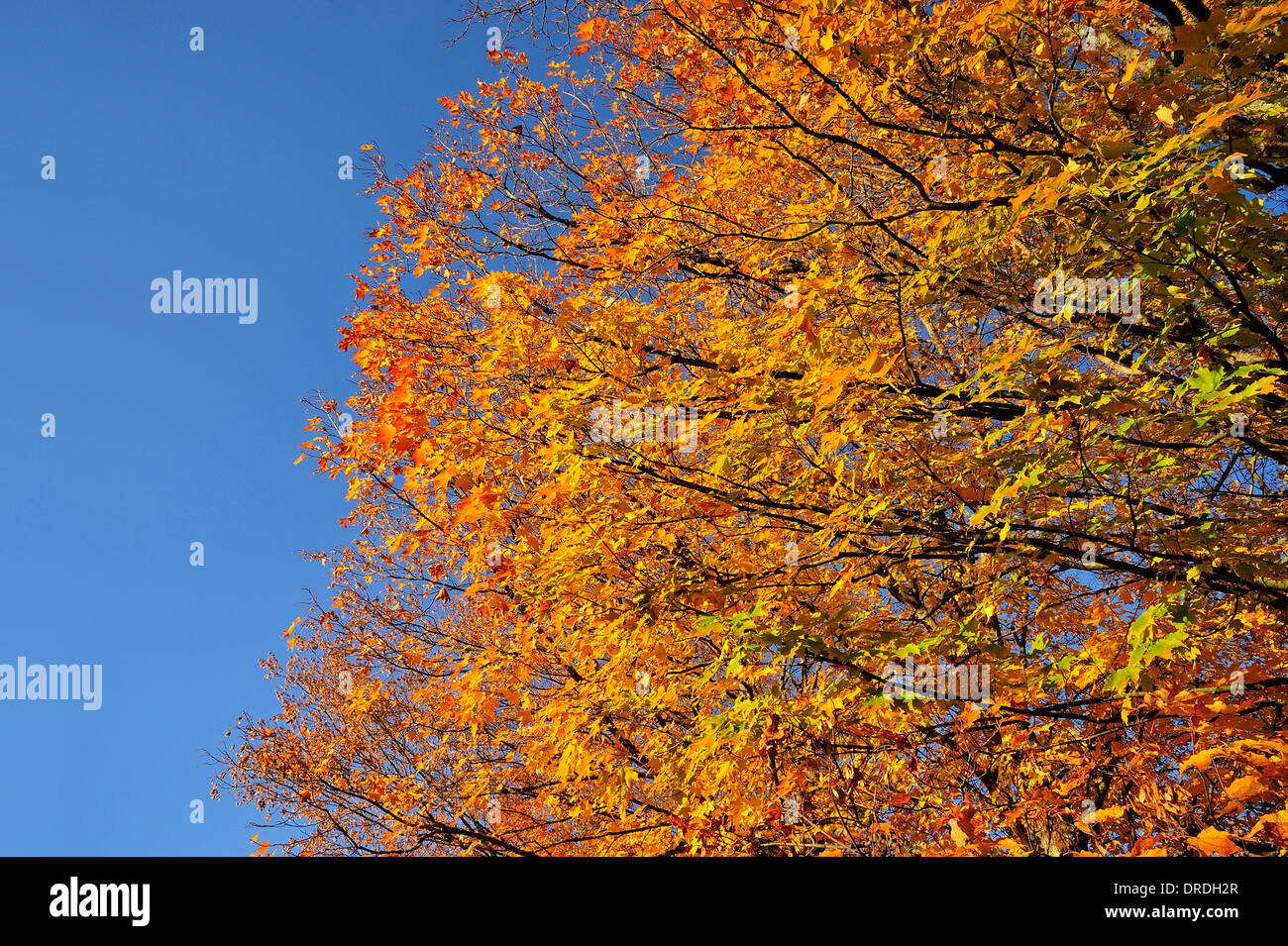 Guardando verso l'alto un acero rami di albero pieno di foglie girando il luminoso i colori giallo e arancione di caduta Foto Stock