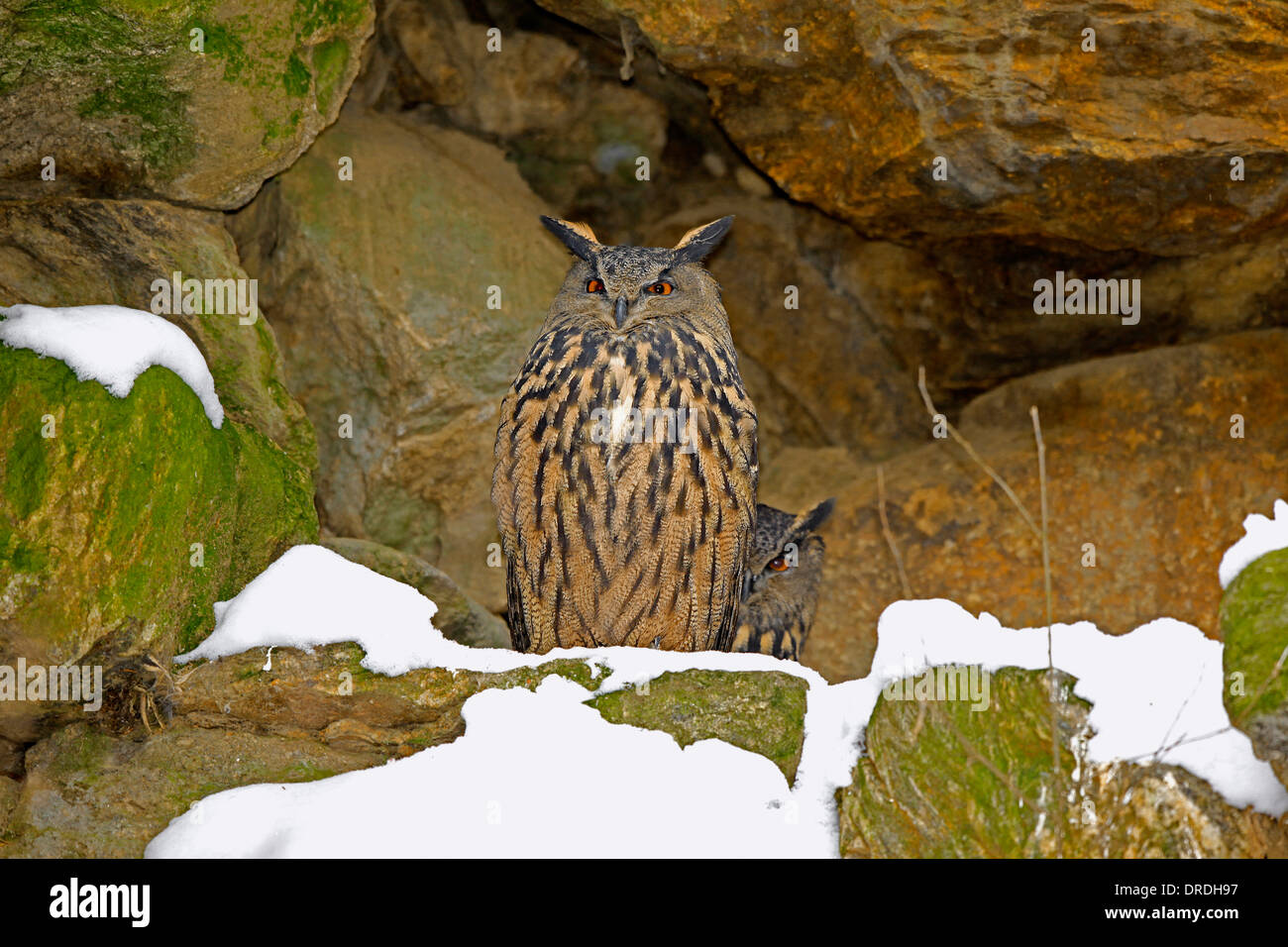 Grande o nord del gufo reale (Bubo bubo) nesting in una cava di pietre. in background è possibile vedere un campione su il nido Foto Stock
