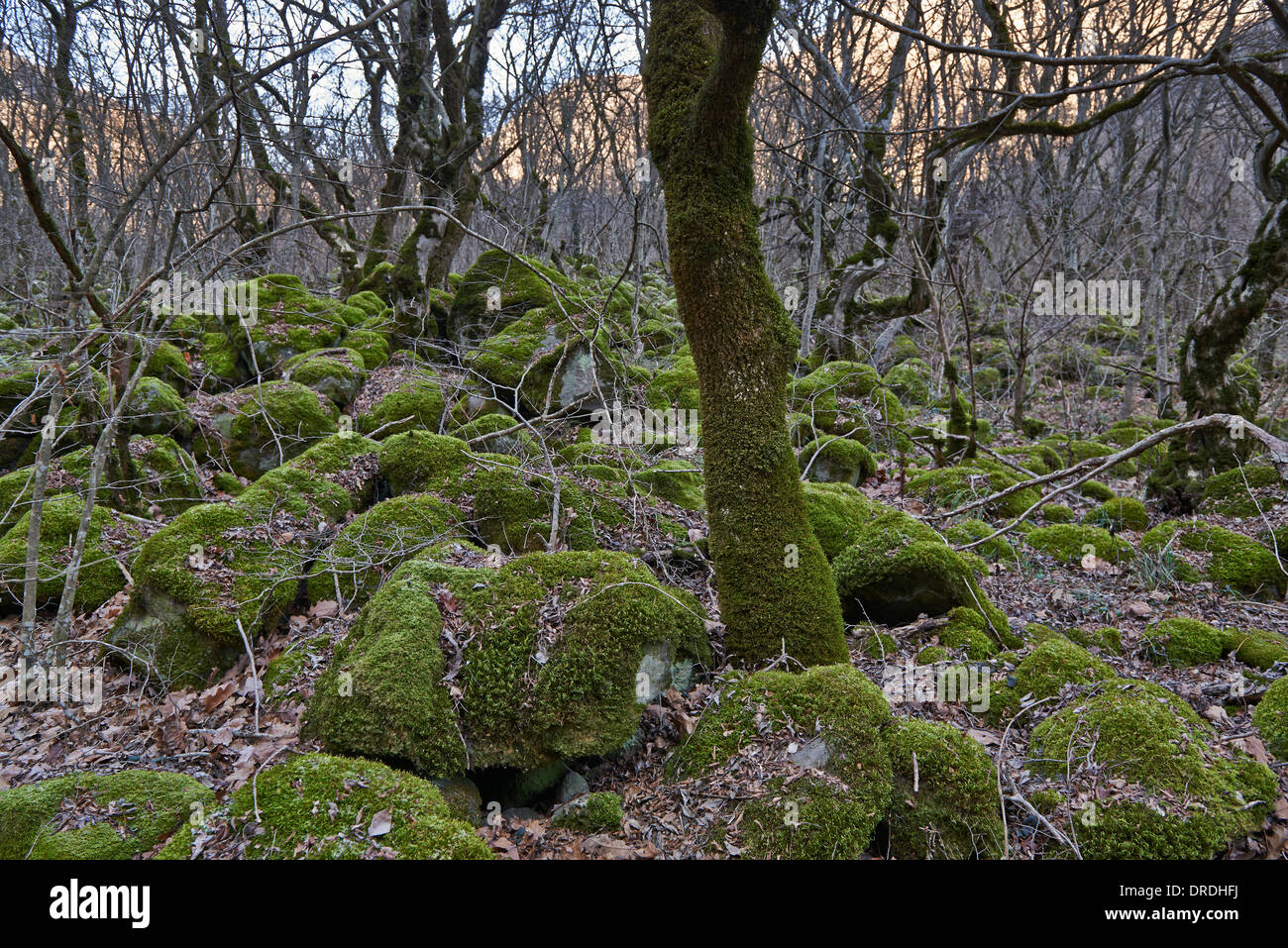 Esplorazione di viaggio attraverso la foresta segreta a Samshvilde, Kvemo Kartli, Georgia Foto Stock