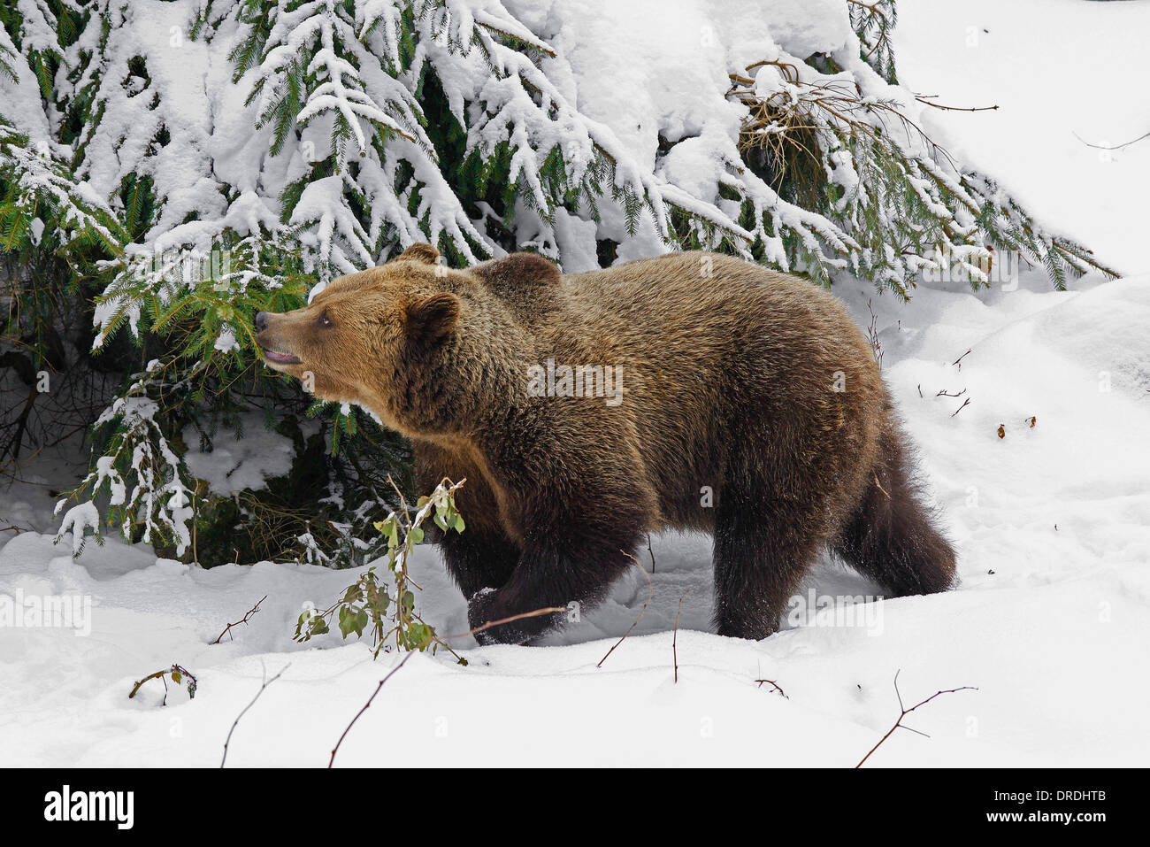 MG 8449 orso bruno.jpg Foto Stock