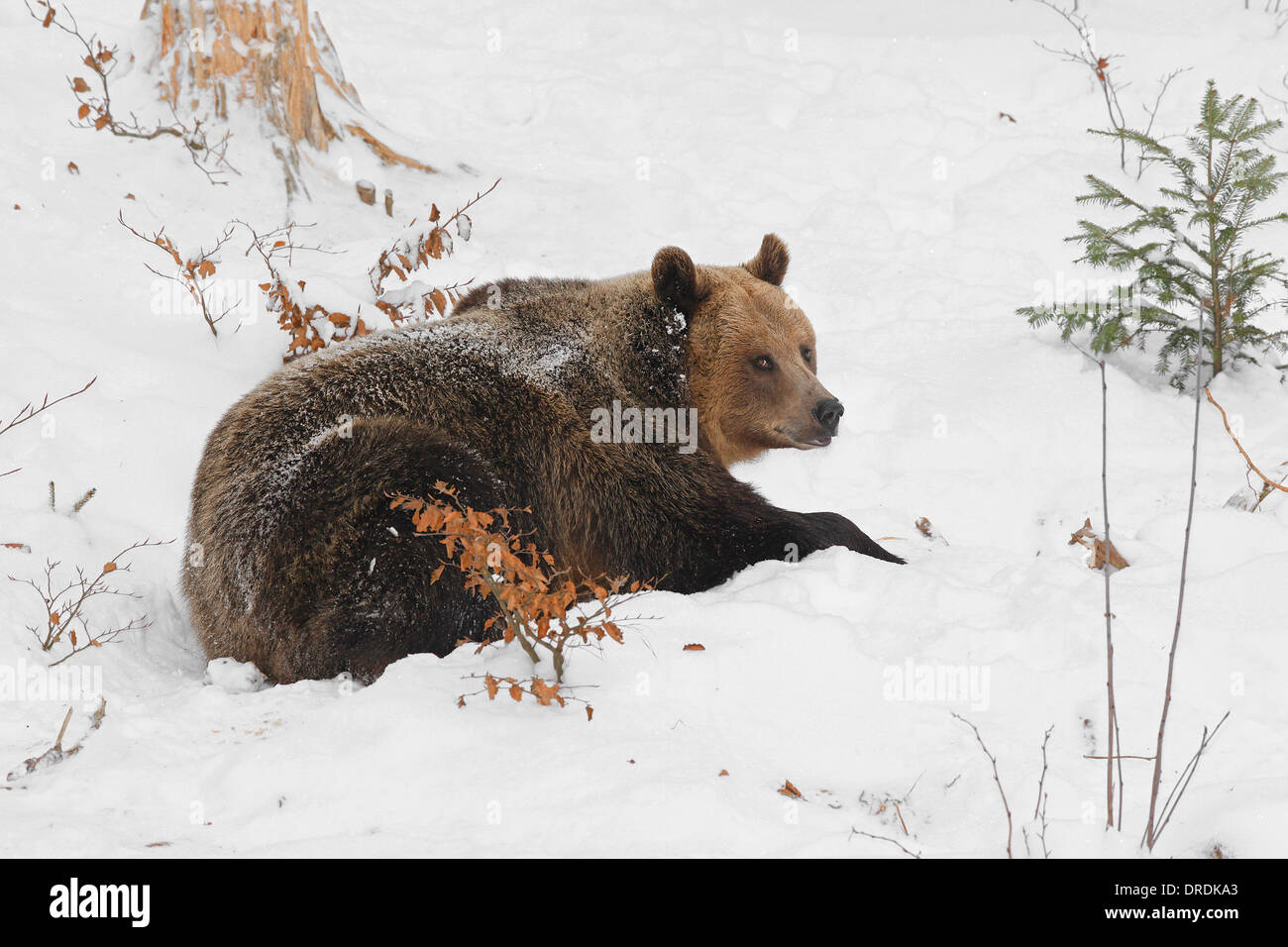 L'orso bruno (Ursus arctos) in habitat invernale di conifere e misti in legno Foto Stock