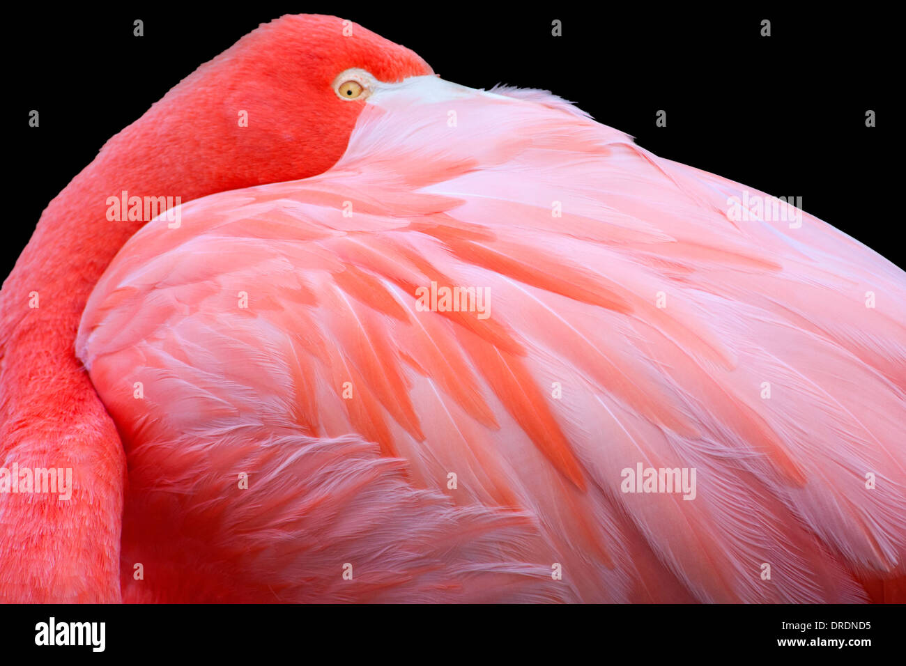 La vibrante Carribean Flamingo Foto Stock