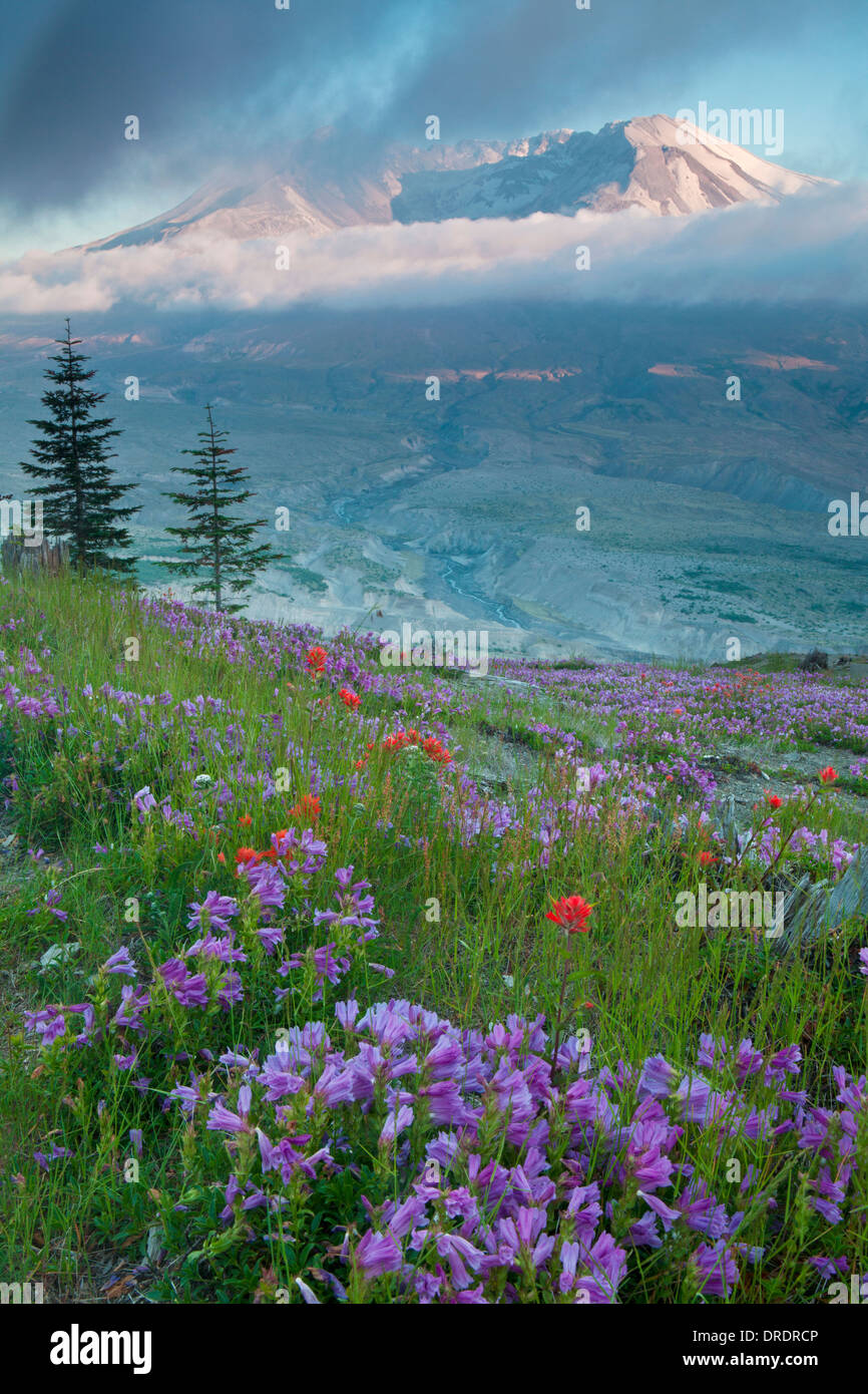 Il Monte Sant Helens sopra prati fioriti su Johnstone Ridge, Monte Sant Helens National Volcanic Monument, Washington. Foto Stock