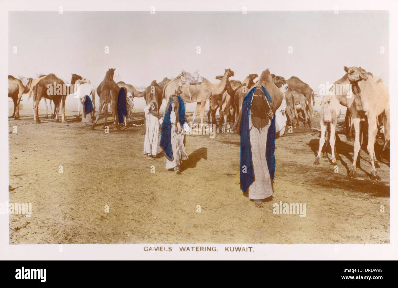 Irrigazione cammelli - Kuwait Foto Stock