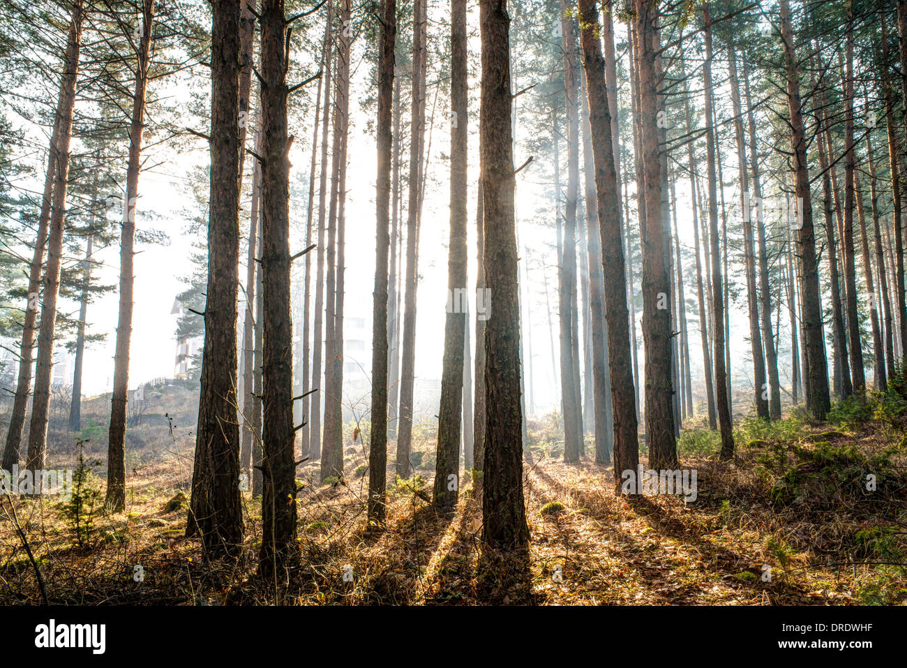 La luce del sole attraverso gli alberi della mattina Foto Stock