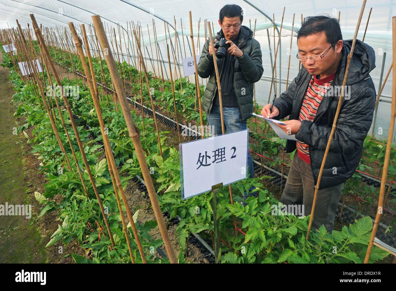 (140124) -- HANGZHOU, Gennaio 24, 2014 (Xinhua) -- In questo file foto scattata a Dic. 26, 2013, esperti di allevamento Wang Weiping (L) e Hong Chunlai raccogliere la crescita vegetale dati in una azienda agricola biologica per aiutare gli agricoltori ad aumentare i profitti in Wuyi County, est della Cina di Provincia dello Zhejiang. Nel 2013, il pro capite il reddito netto dei residenti rurali nel Zhejiang è cresciuto del 10,7 per cento anno su anno per raggiungere 16,106 yuan (2,662.77 dollari US), secondo l'Ufficio Nazionale di Statistica. A livello provinciale, Zhejiang ha classificato il primo di residenti rurali' pro capite il reddito netto per 29 anni consecutivi. Essa ha anche uno dei th Foto Stock