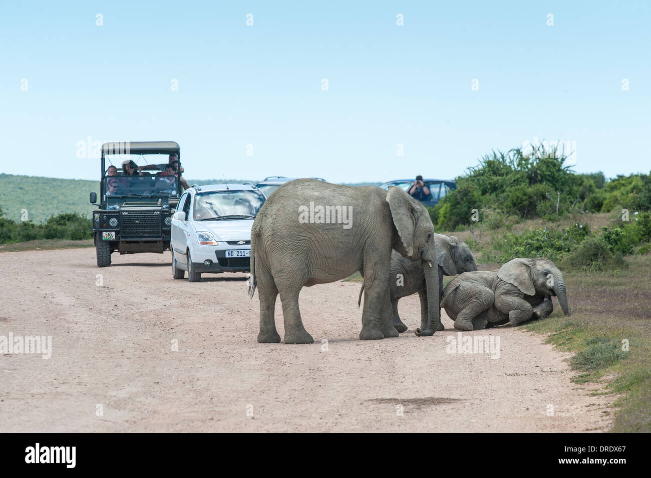 I visitatori in autovetture guardando giovane elefante africano (Loxodonta africana) sulla strada, Addo Elephant National Park, Sud Africa Foto Stock
