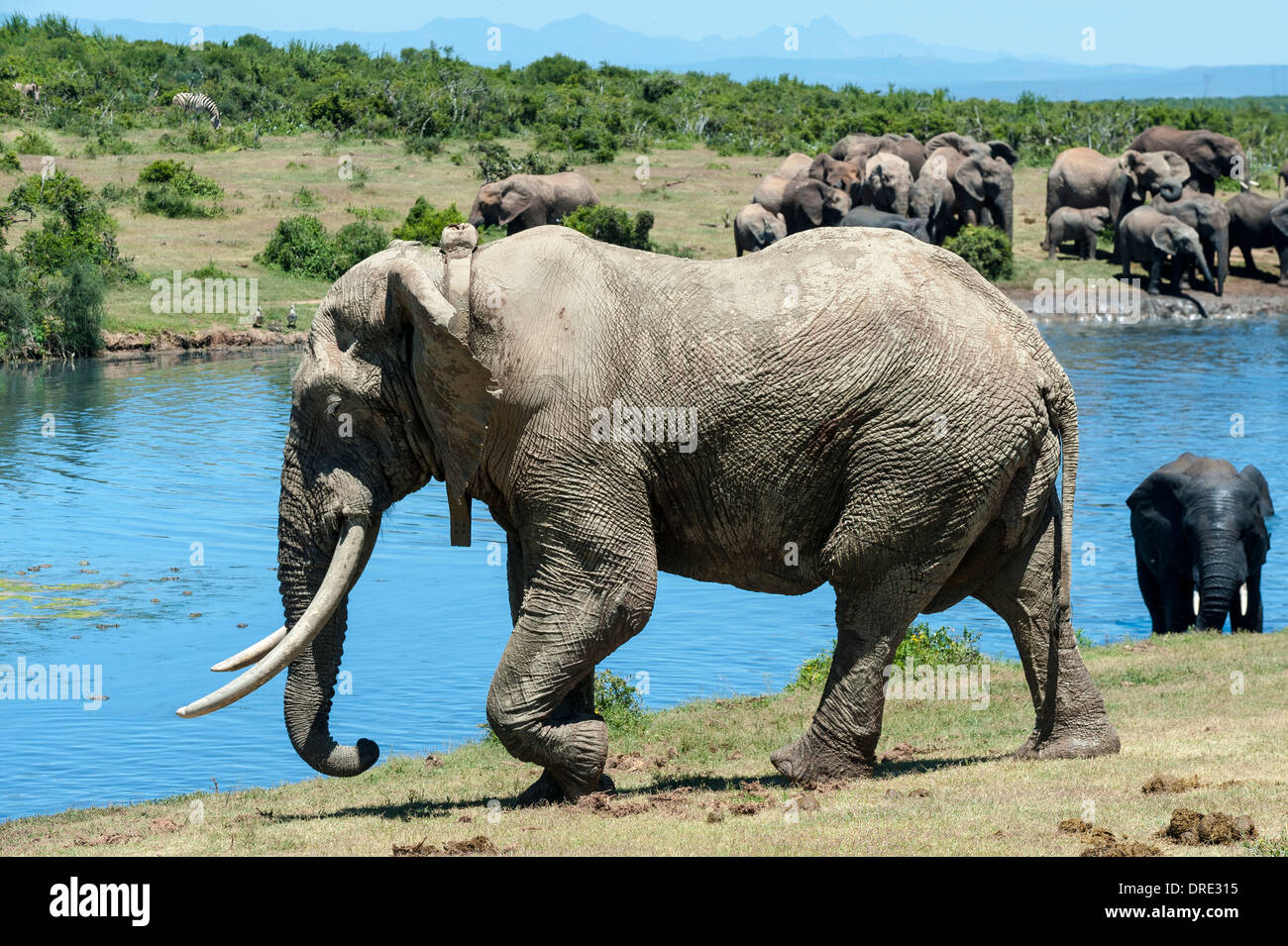 Bolla di elefante africano (Loxodonta africana) con collare di tracking a Gwarrie Pan waterhole, Addo Elephant Park, Capo orientale, Sud Africa Foto Stock
