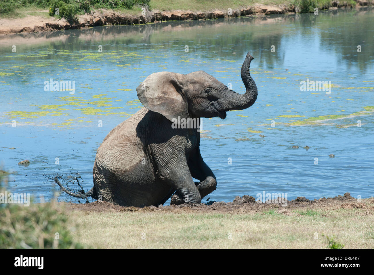 Elefante africano (Loxodonta africana) agitando il suo tronco in seduta il waterhole di Gwarrie Pan, Addo Elephant Park, Sud Africa Foto Stock