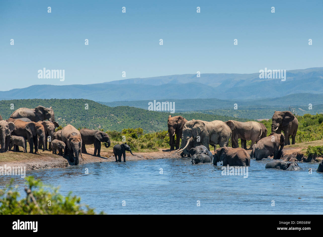 Elefante africano (Loxodonta africana) la balneazione in padella Gwarrie waterhole, Vista panoramica, Addo Elephant Park, Capo orientale, Sud Africa Foto Stock