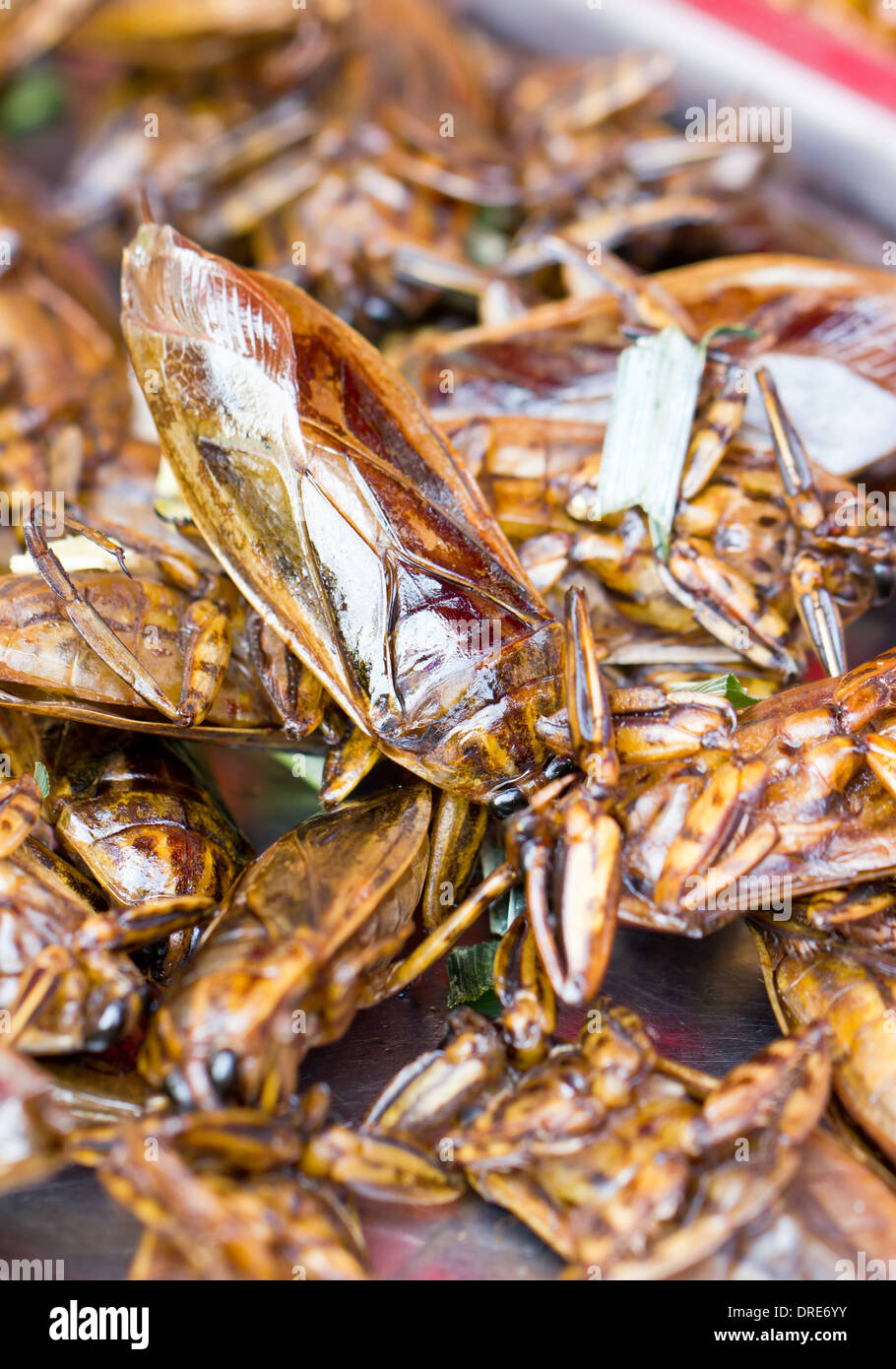 Fritte acqua gigante bug. Foto Stock