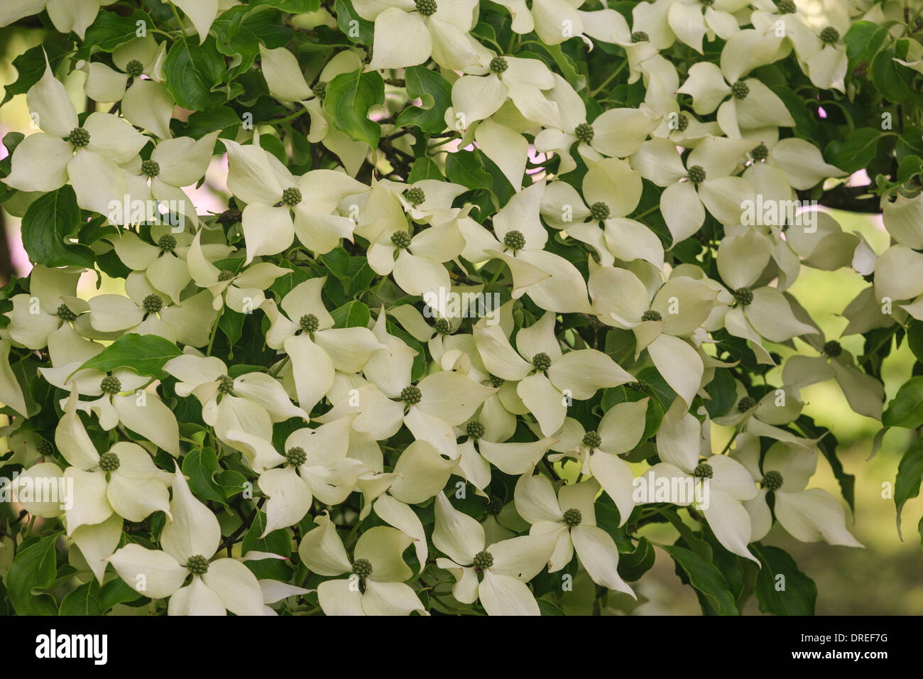 Kousa Sanguinello " Cina Girl', Cornus Kousa " Cina Girl' // Cornouiller " Cina Girl', Cornus Kousa " Cina Girl' Foto Stock