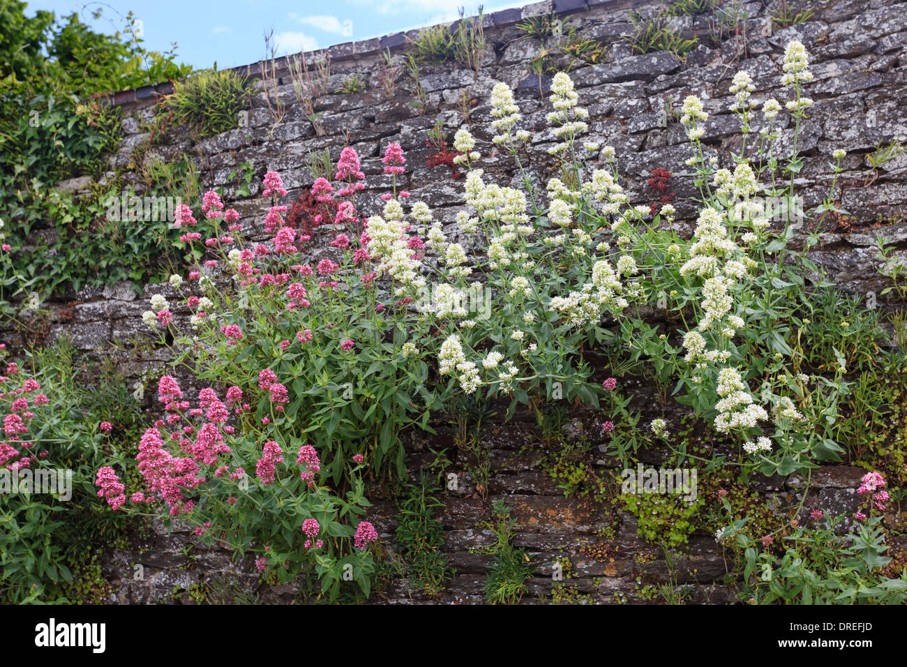 Centranthus ruber, chiamato anche valeriana o rosso valeriana in una parete (Francia, Calvados, Clécy) // valériane pourpre dans un mur Foto Stock