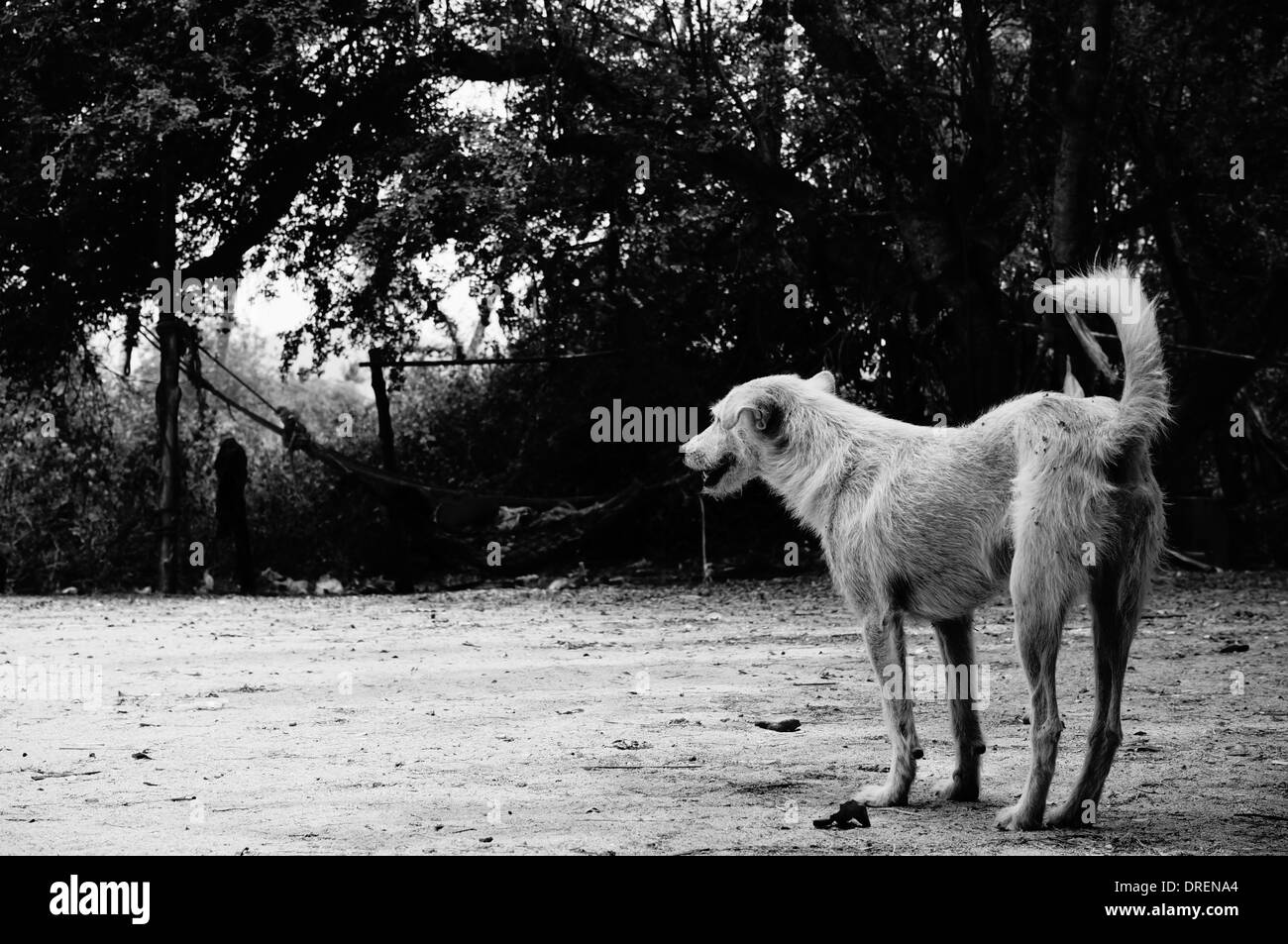 Stray dog è in piedi in ombra. La foto è stata scattata in Phuket Thailandia Foto Stock