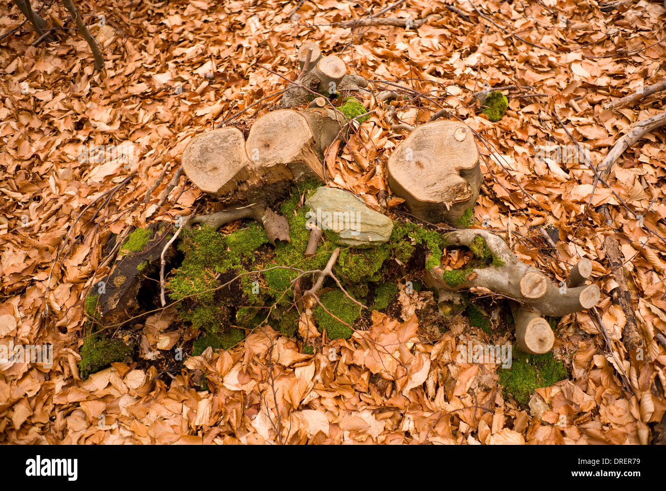 Autunno foresta con caduta foglie e i resti di un albero caduto Foto Stock