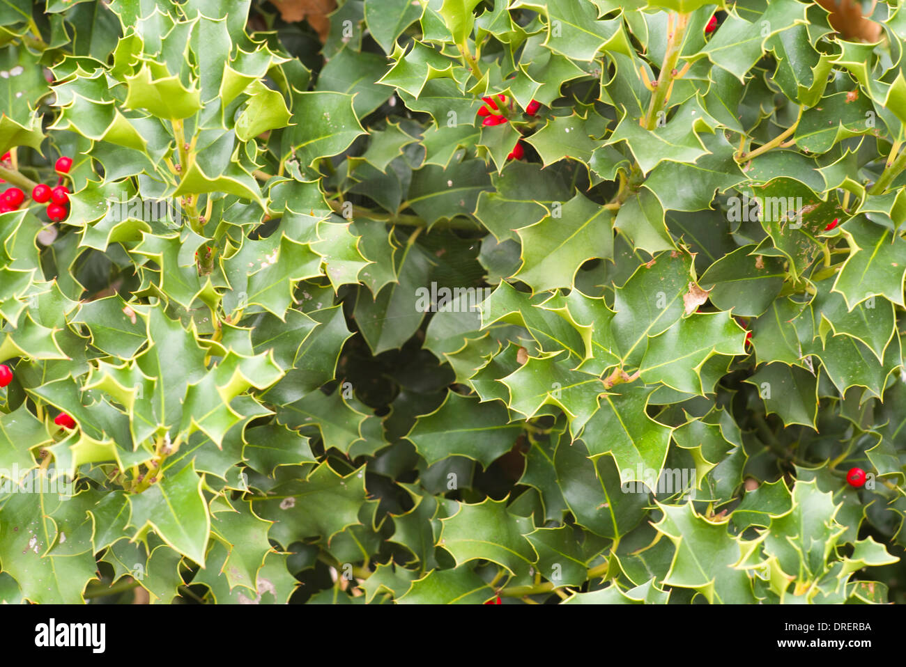 Agrifoglio Comune Inglese Holly Ramo Con Frutti Maturi Foto Stock Alamy