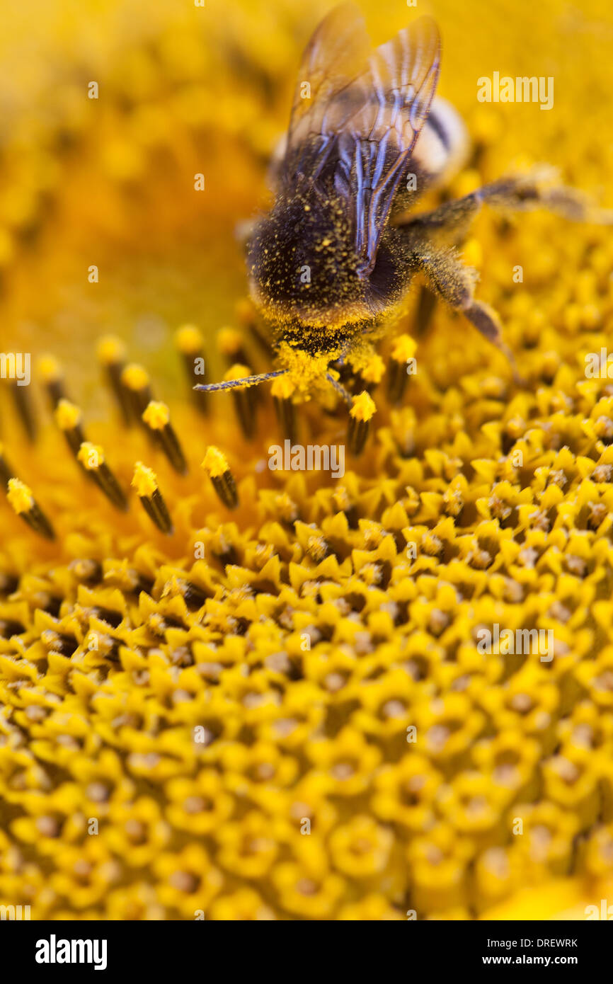Close up di ape su Girasole Foto Stock
