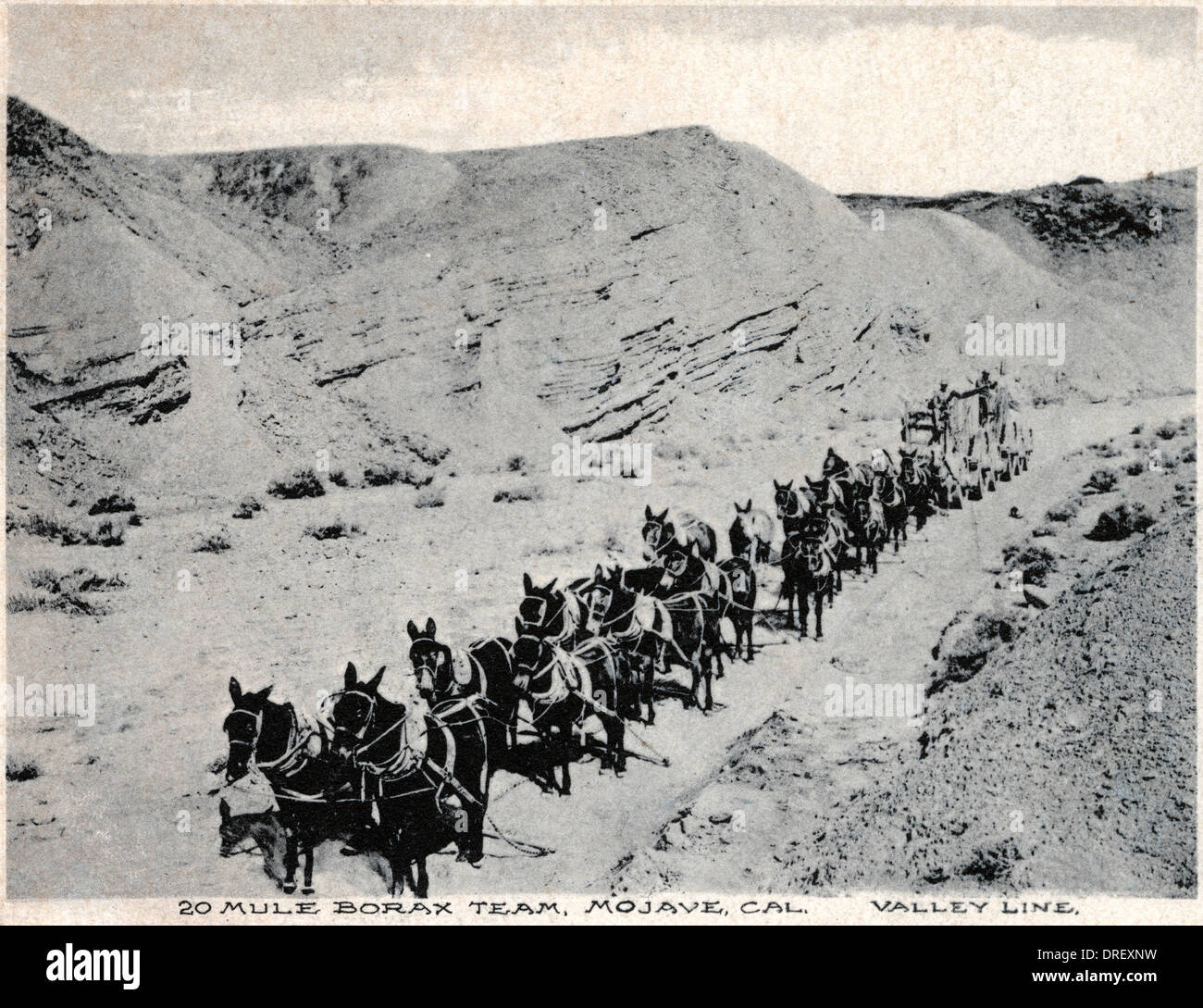 Venti mule borace team, Mojave, California Foto Stock