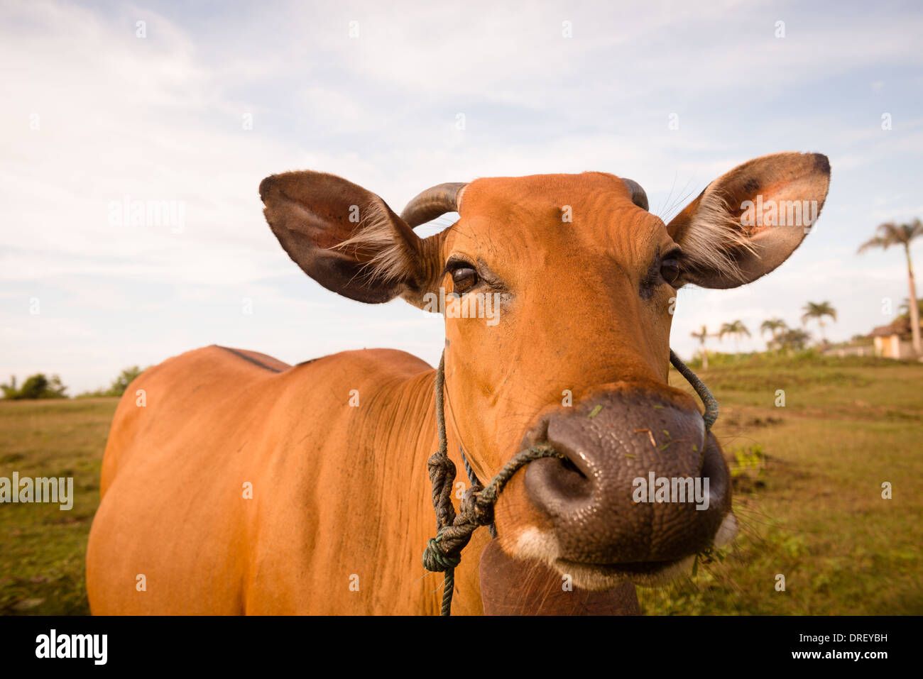 Immagine ravvicinata di un marrone mucca domestica Foto Stock