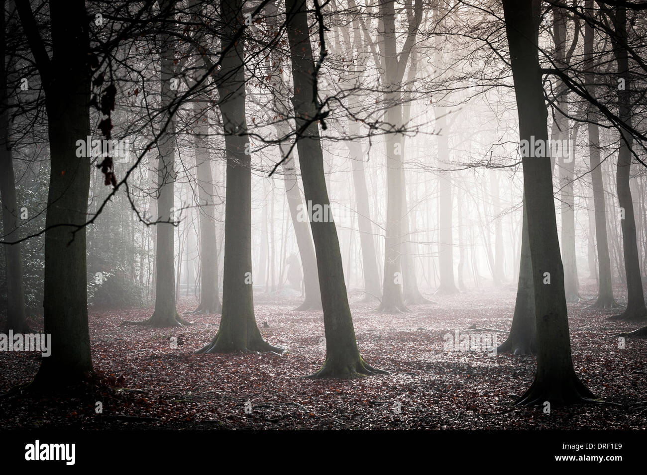 Una fitta nebbia avvolgenti il bosco nella campagna dell'Essex. Foto Stock