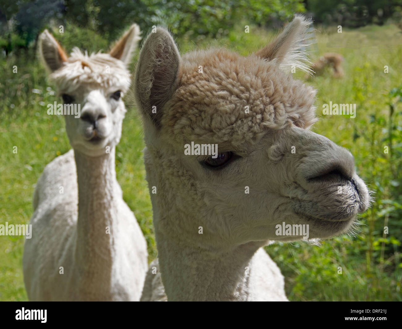 Carino, ricci e curioso, due llama venuti a ispezionare il cameraman in questo Kentish paddock. Foto Stock