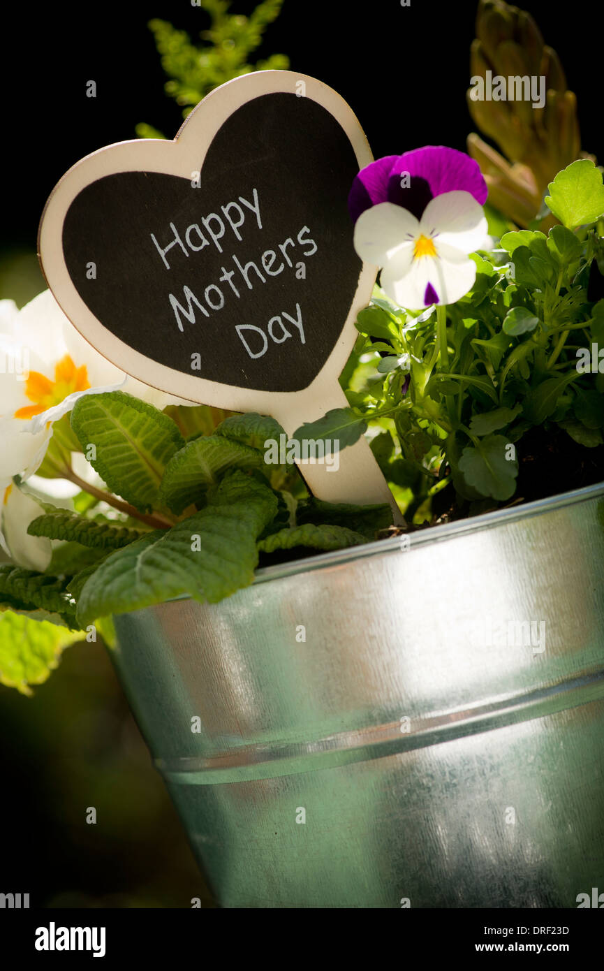 Pianta in vaso display con 'Felice Festa della Mamma" segno Foto Stock