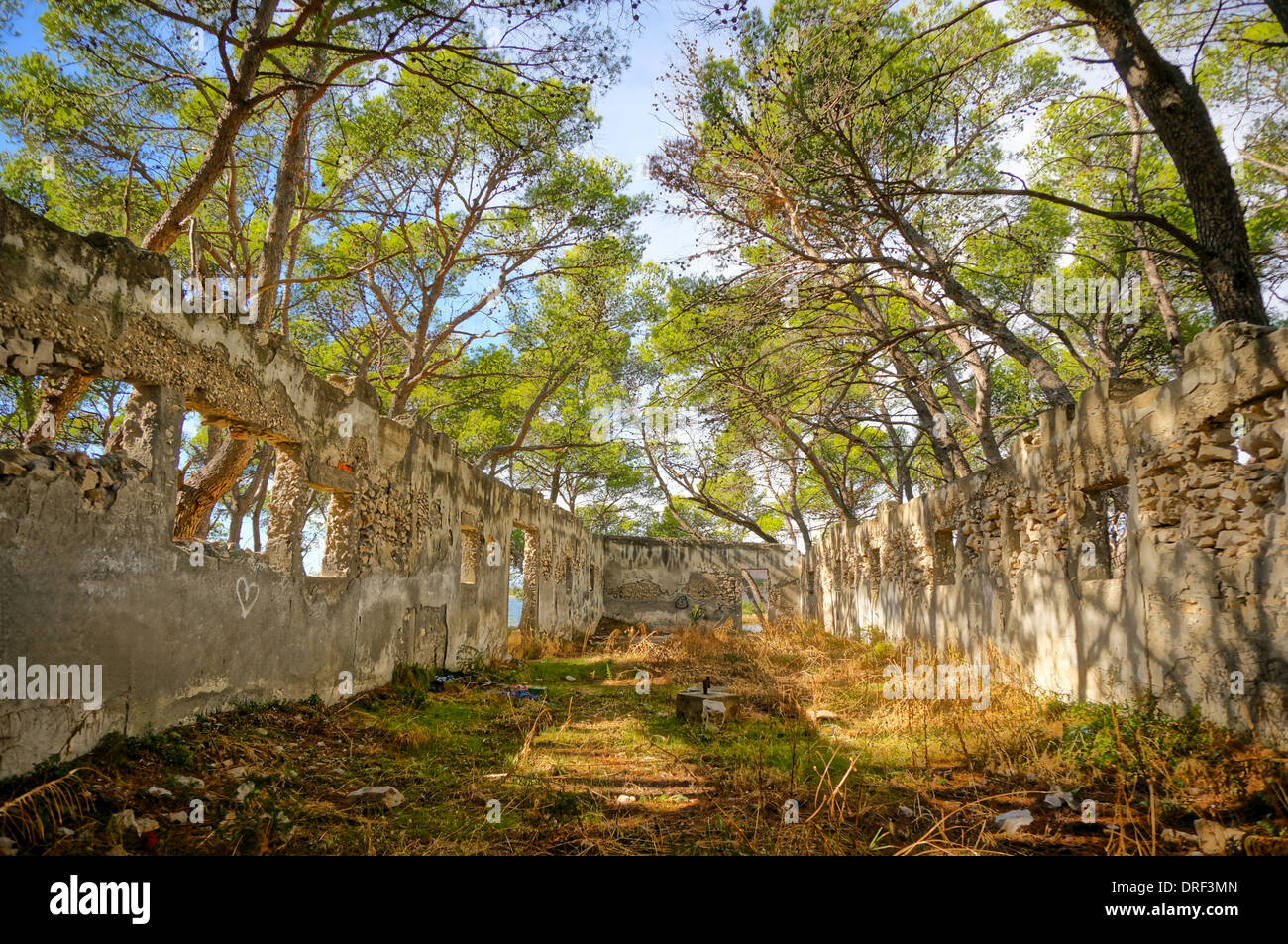 La rovina di una casa abbandonata o edificio industriale è owergrown da alberi Foto Stock