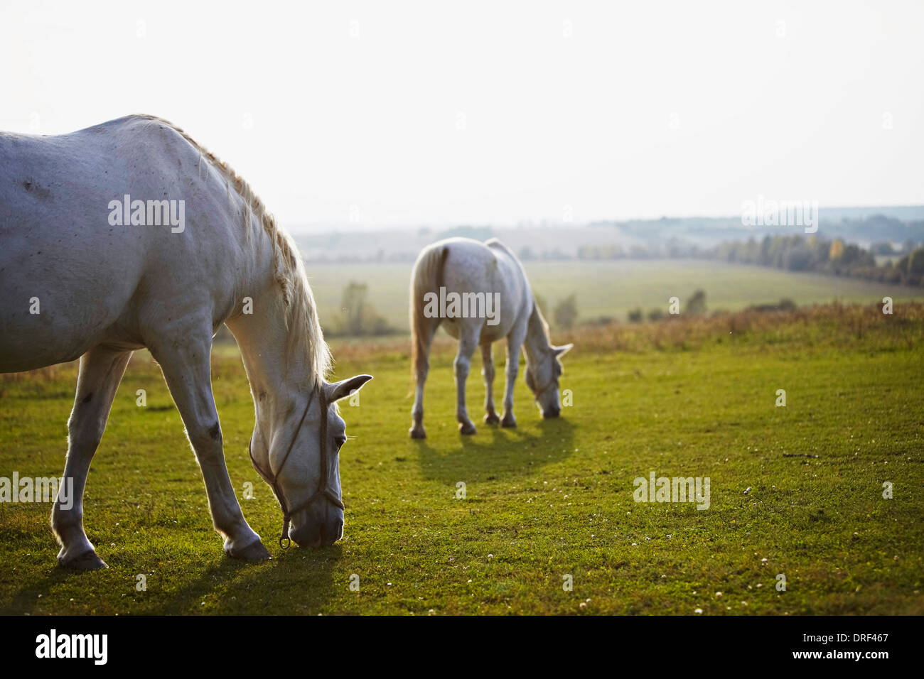 Due cavalli al pascolo su terreni adibiti a pascolo, Croazia, Europa Foto Stock
