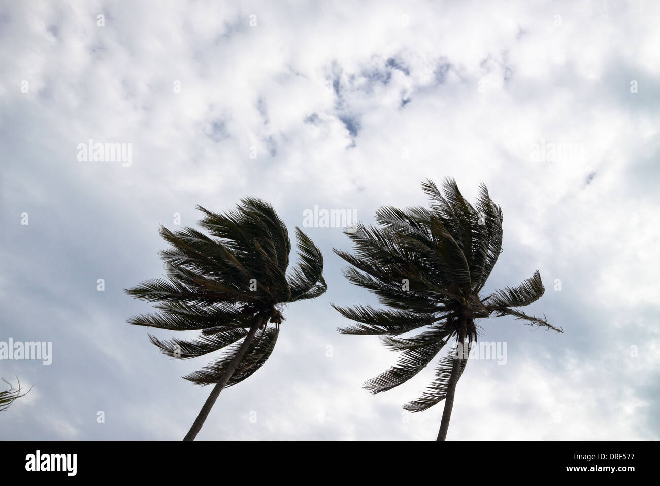 Palme di cocco flessione in un vento forte. Foto Stock